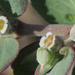 Euphorbia pediculifera - Photo (c) Nathan Taylor,  זכויות יוצרים חלקיות (CC BY-NC), הועלה על ידי Nathan Taylor