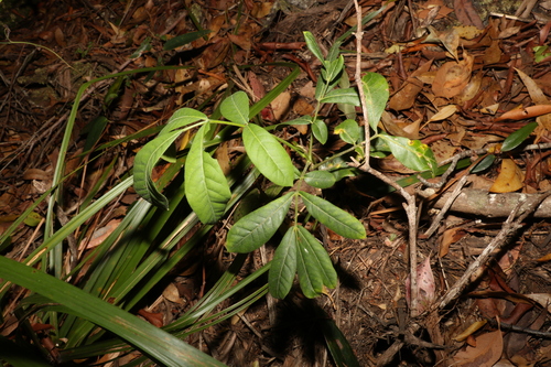 Image of Flindersia schottiana by (c) Greg Tasney, some rights reserved (CC BY-SA)