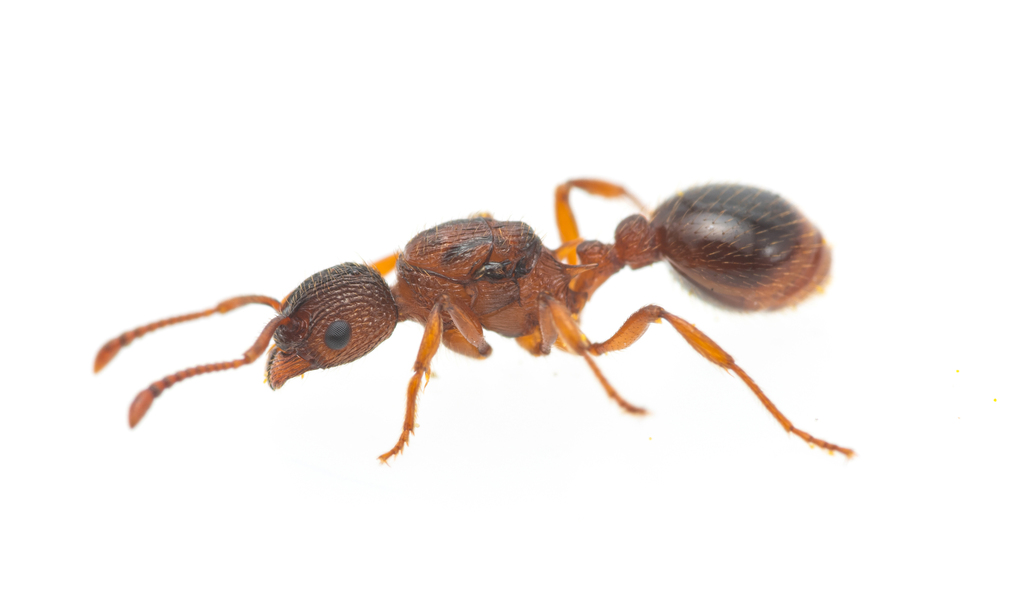 Myrmica aloba