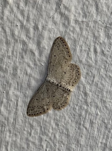 piadica čremchová (Idaea seriata)