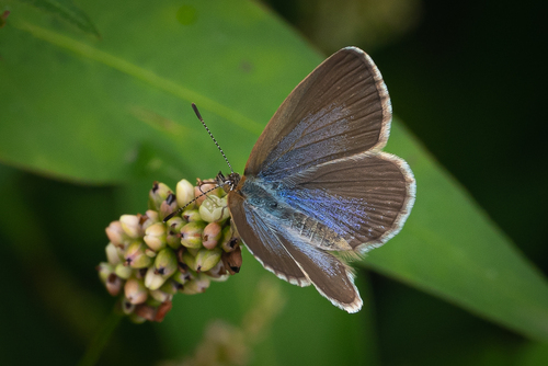Lesser Grass Blue, photo 5 of 9