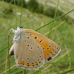 Lycaena candens