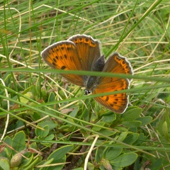 Lycaena candens