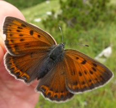Lycaena candens