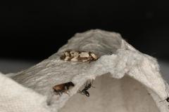 Palimmeces variegata
