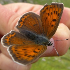 Lycaena candens
