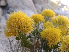 Ericameria cuneata spathulata
