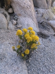 Ericameria cuneata spathulata