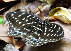 Lexias dirtea