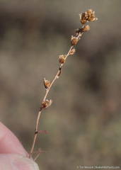 Artemisia rothrockii