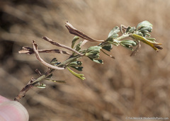 Artemisia rothrockii