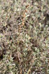 Artemisia rothrockii