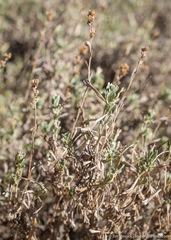Artemisia rothrockii