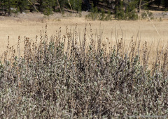 Artemisia rothrockii
