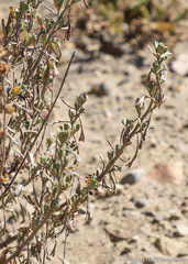Artemisia rothrockii