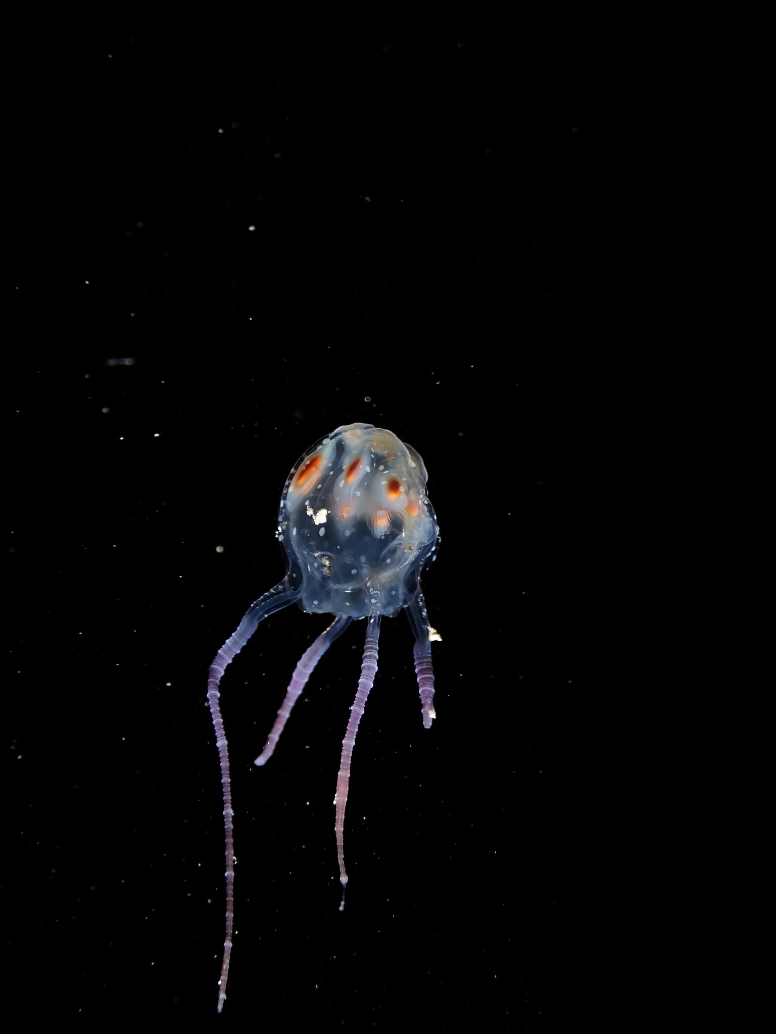 Copula sivickisi (Stiasny, 1926)