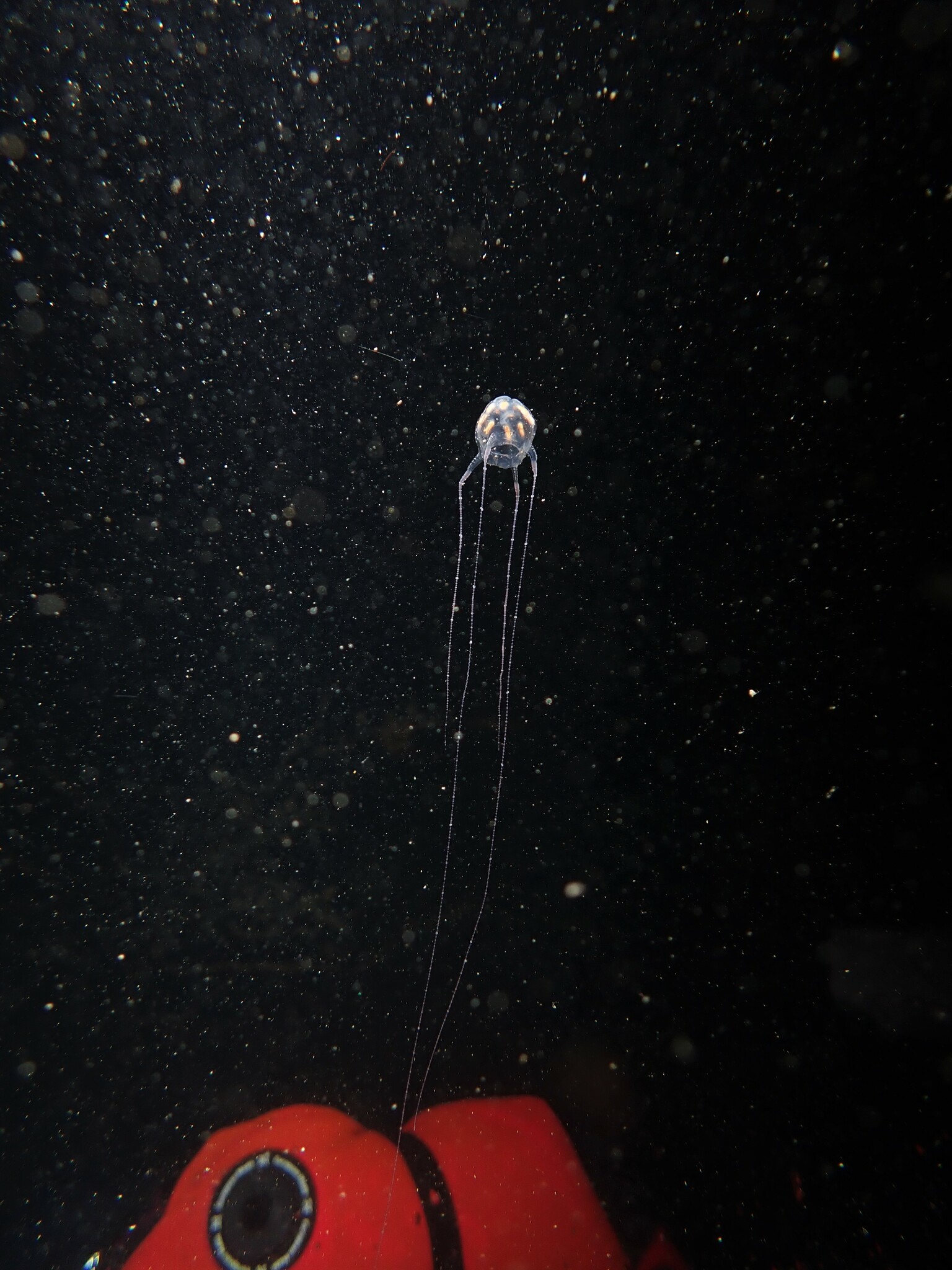 Copula sivickisi (Stiasny, 1926)