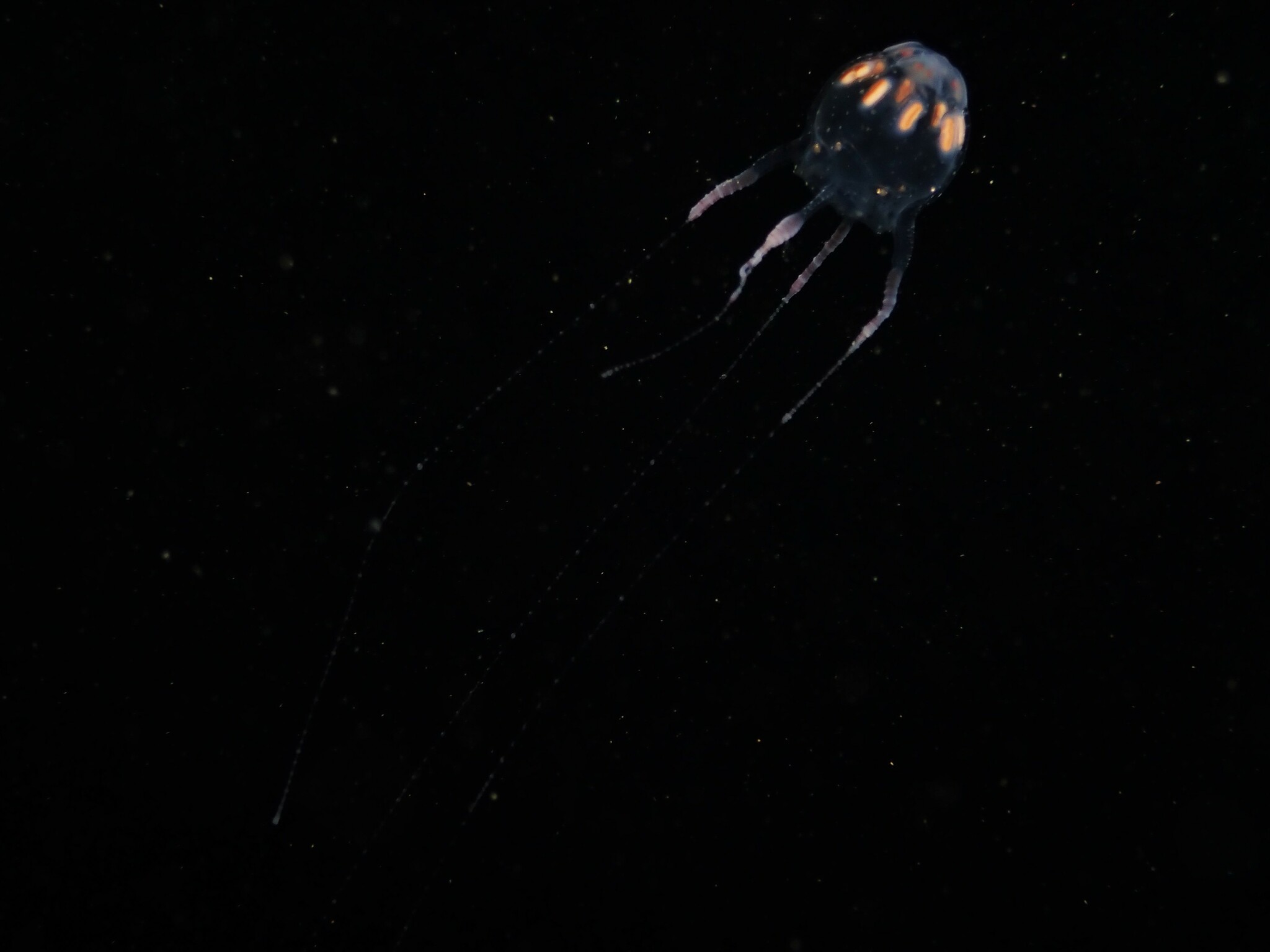 Copula sivickisi (Stiasny, 1926)