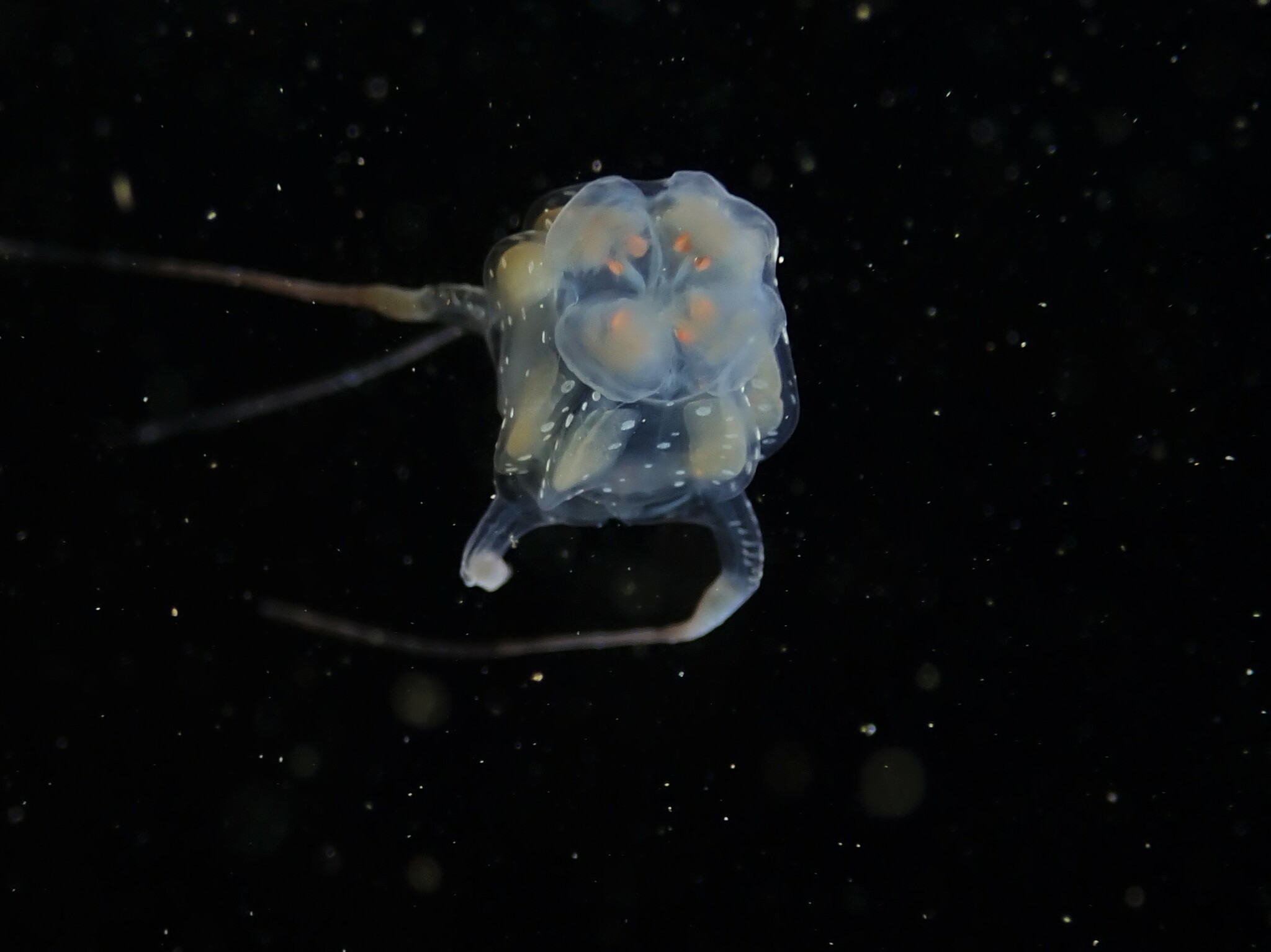 Copula sivickisi (Stiasny, 1926)