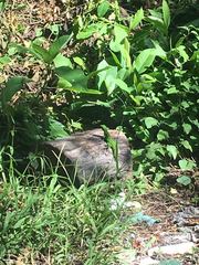 Ctenosaura pectinata