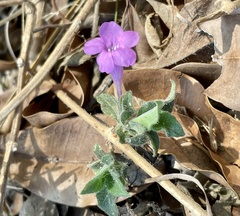 Ruellia inundata image