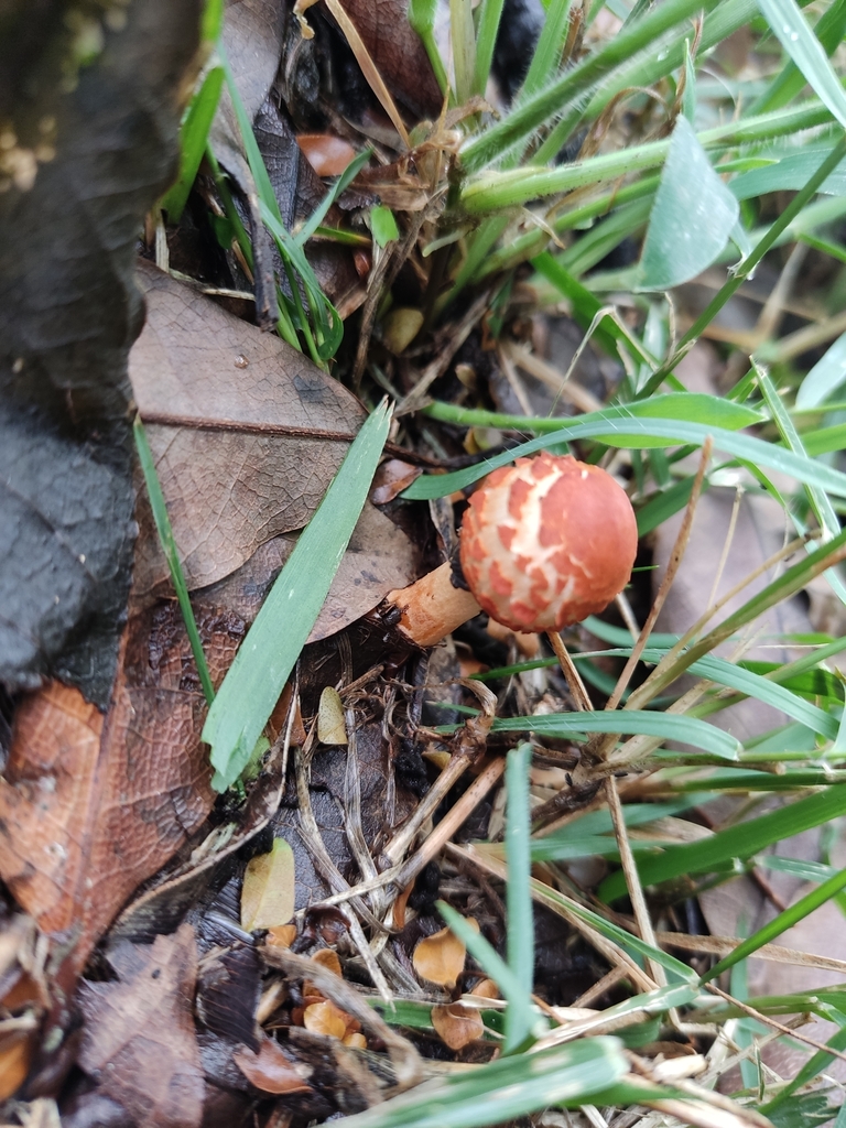 Rugosospora pseudorubiginosa · February 2023 · photo: © lucasmantelo (iNaturalist, cc-by)