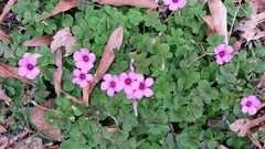 Oxalis