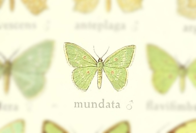 Comostola mundata