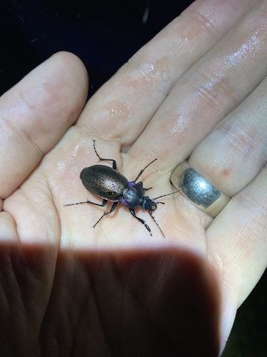 Bronze Ground Beetle photo 5