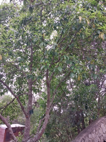 Image of Prunus africana by no rights reserved