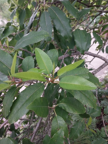 Prunus africana, photograph 3