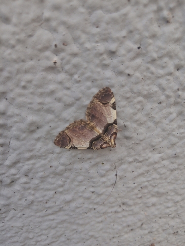 Anticlea derivata