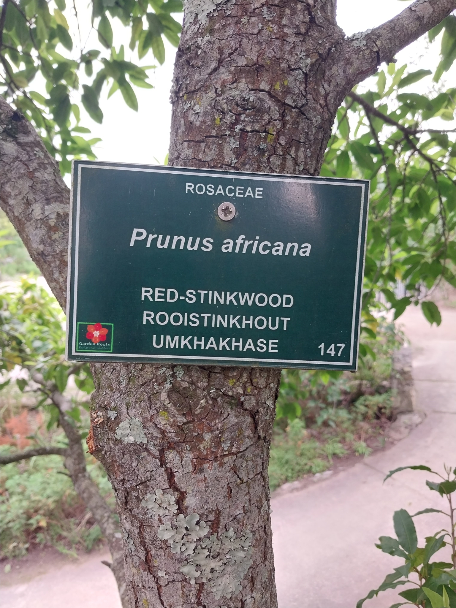 Foto de Prunus africana (Hook.fil.) Kalkman