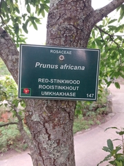 Prunus africana, photograph author not stated, no rights reserved