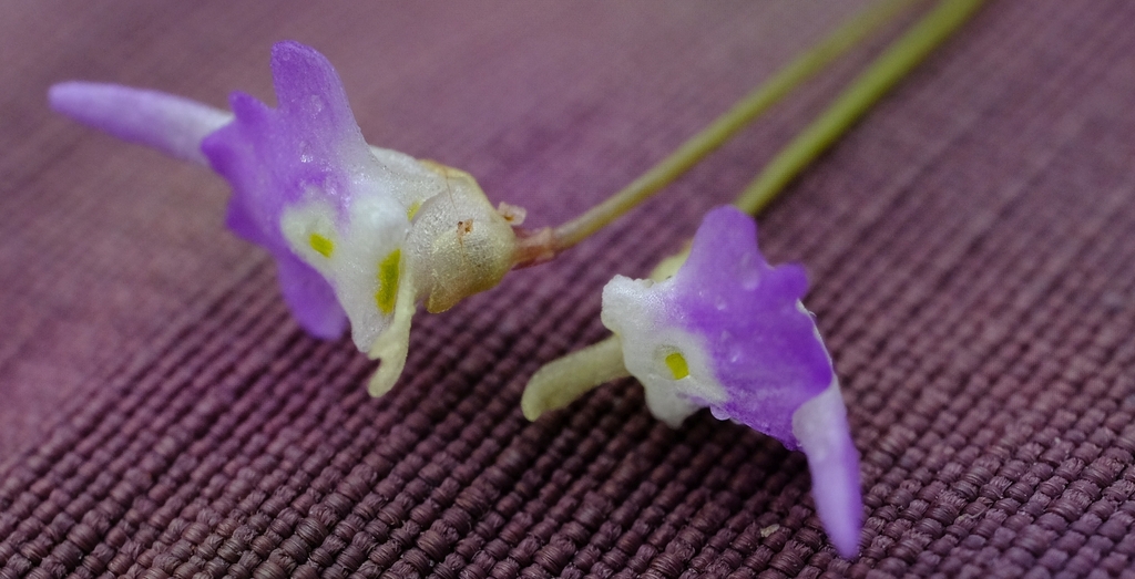 Utricularia pentadactyla P.Taylor