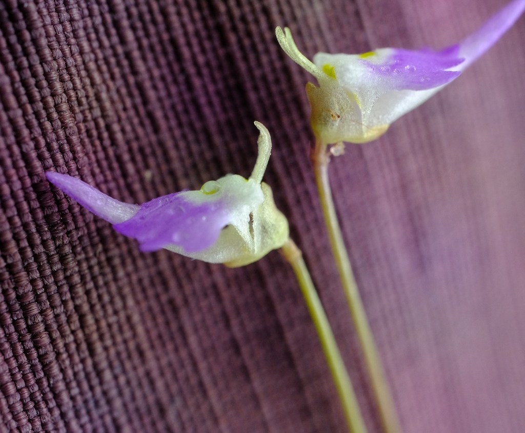 Utricularia pentadactyla P.Taylor 2
