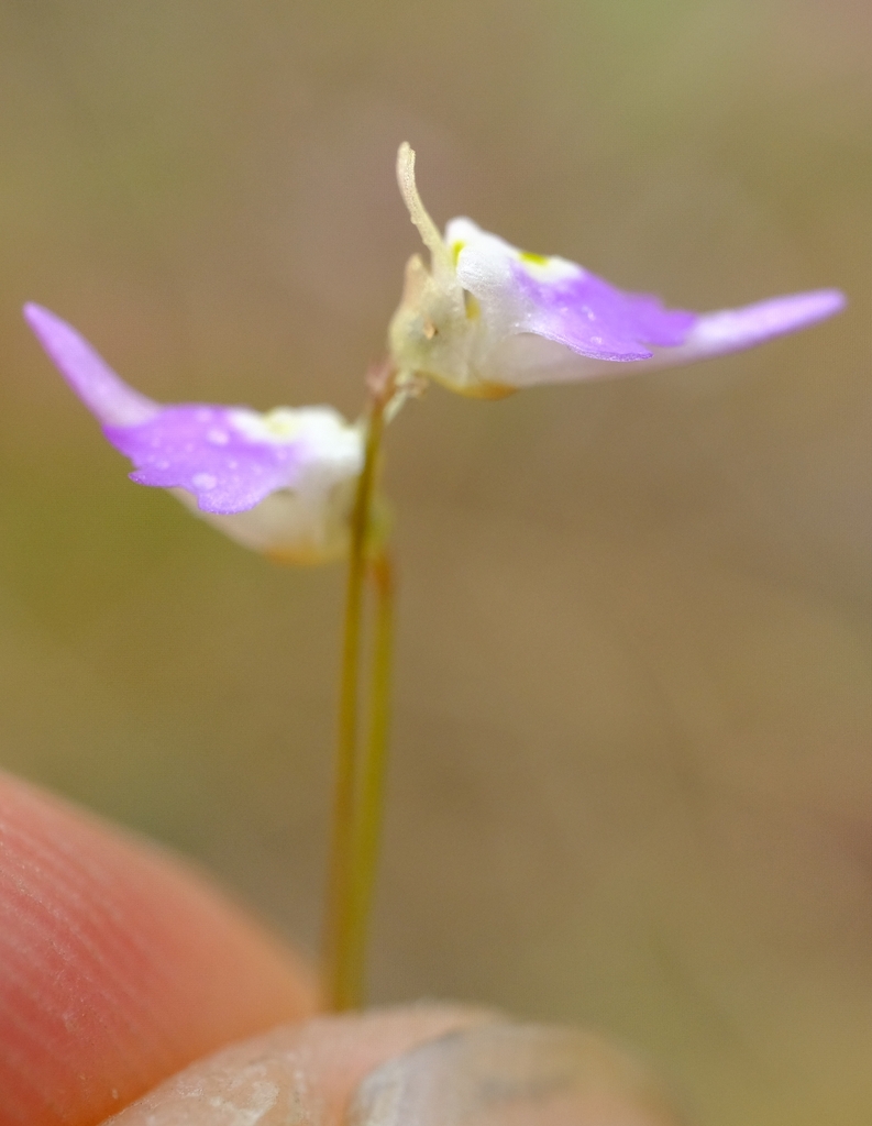 Utricularia pentadactyla P.Taylor 3