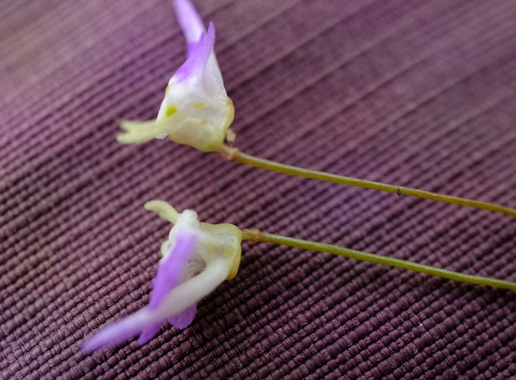 Utricularia pentadactyla P.Taylor 4