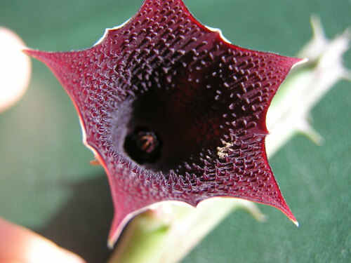 Huernia keniensis