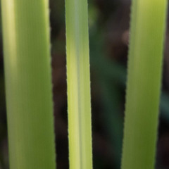 Cortaderia jubata