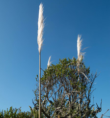 Cortaderia jubata