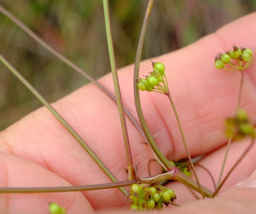 Pimpinella buchananii image