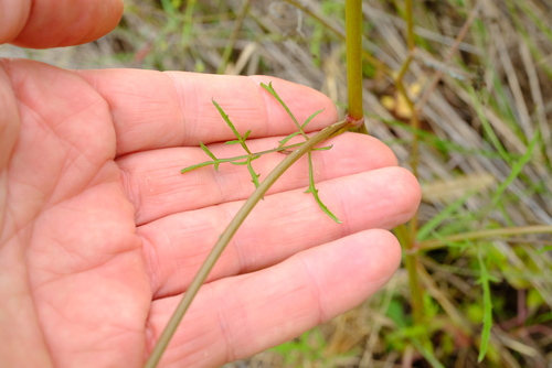 Pimpinella buchananii image