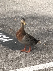 Anas platyrhynchos image