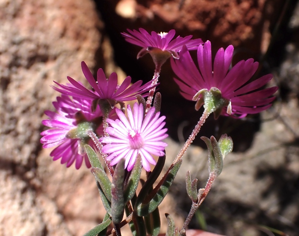 Drosanthemum gracillimum from Zebraskop, Klein Karoo, South Africa on ...