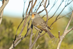 Red-Lored Whistler photo 2