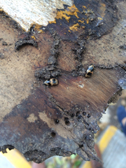 Ischyrus quadripunctatus