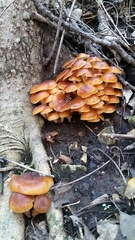 Desarmillaria caespitosa image