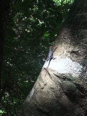 Sceloporus pyrocephalus