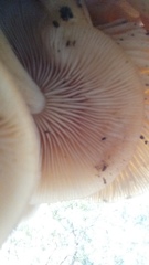 Desarmillaria caespitosa image